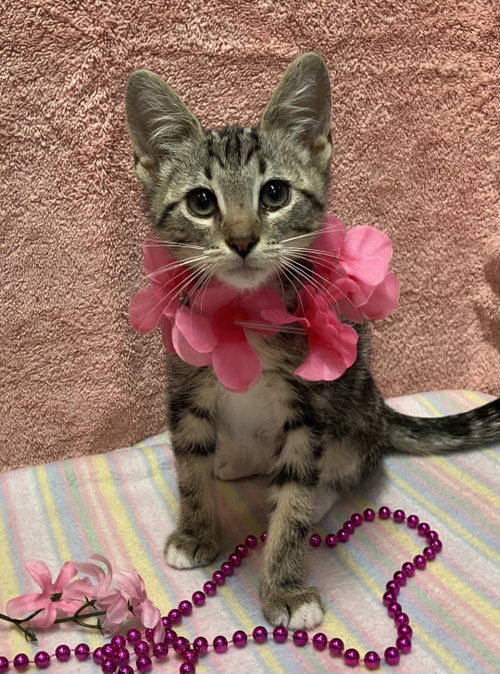 Pajamas, Baby Tabby / Domestic Short Hair / Mixed (short coat), cat for adoption in Grove City, Ohio