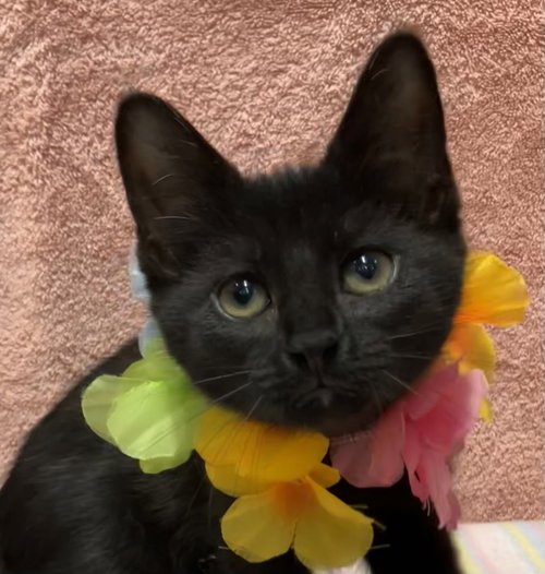 Sweet Dreams, Baby Domestic Short Hair / Mixed, cat for adoption in Grove City, Ohio