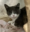 Abby - Photo 1