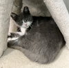 Abby - Photo 2