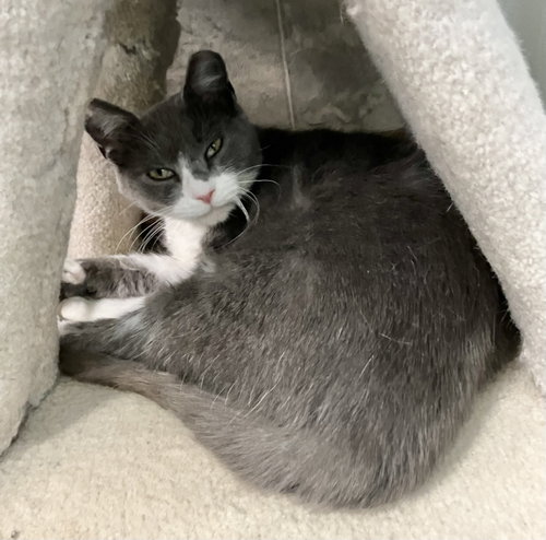 ABBY - Domestic Short Hair available for adoption