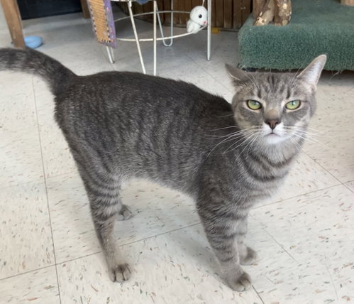 EZRA - Tabby / Domestic Short Hair available for adoption