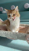 Tuna - KBC - Photo 5
