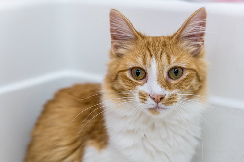 TUNA - KBC - Domestic Long Hair available for adoption