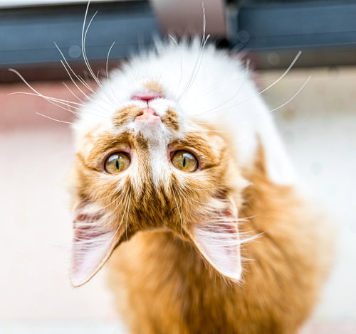 TUNA - KBC - Domestic Long Hair available for adoption