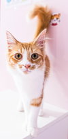 Tuna - KBC - Photo 3