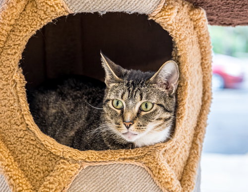 FANDA - KBC - Tabby / Domestic Short Hair available for adoption