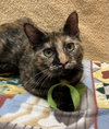 Azula (bonded with Roku) - Photo 1