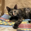 Azula (bonded with Roku) - Photo 2