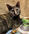 Azula (bonded with Roku) - Photo 3