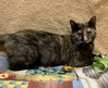 Azula (bonded with Roku) - Photo 4