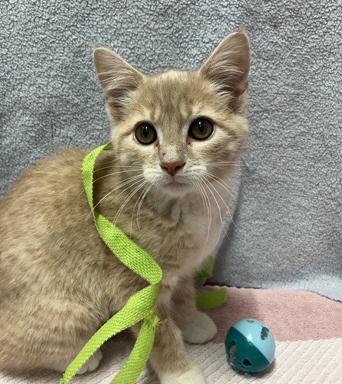 Daisy (bonded to Bingo)