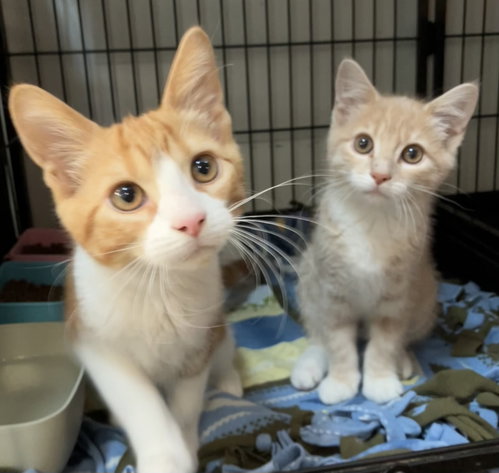 DAISY (BONDED TO BINGO) - Domestic Medium Hair available for adoption