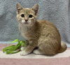 Daisy (bonded to Bingo) - Photo 3