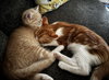 Bingo (bonded to Daisy) - Photo 5