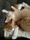 Bingo (bonded to Daisy) - Photo 6