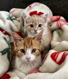 Bingo (bonded to Daisy) - Photo 2