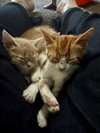 Bingo (bonded to Daisy) - Photo 7