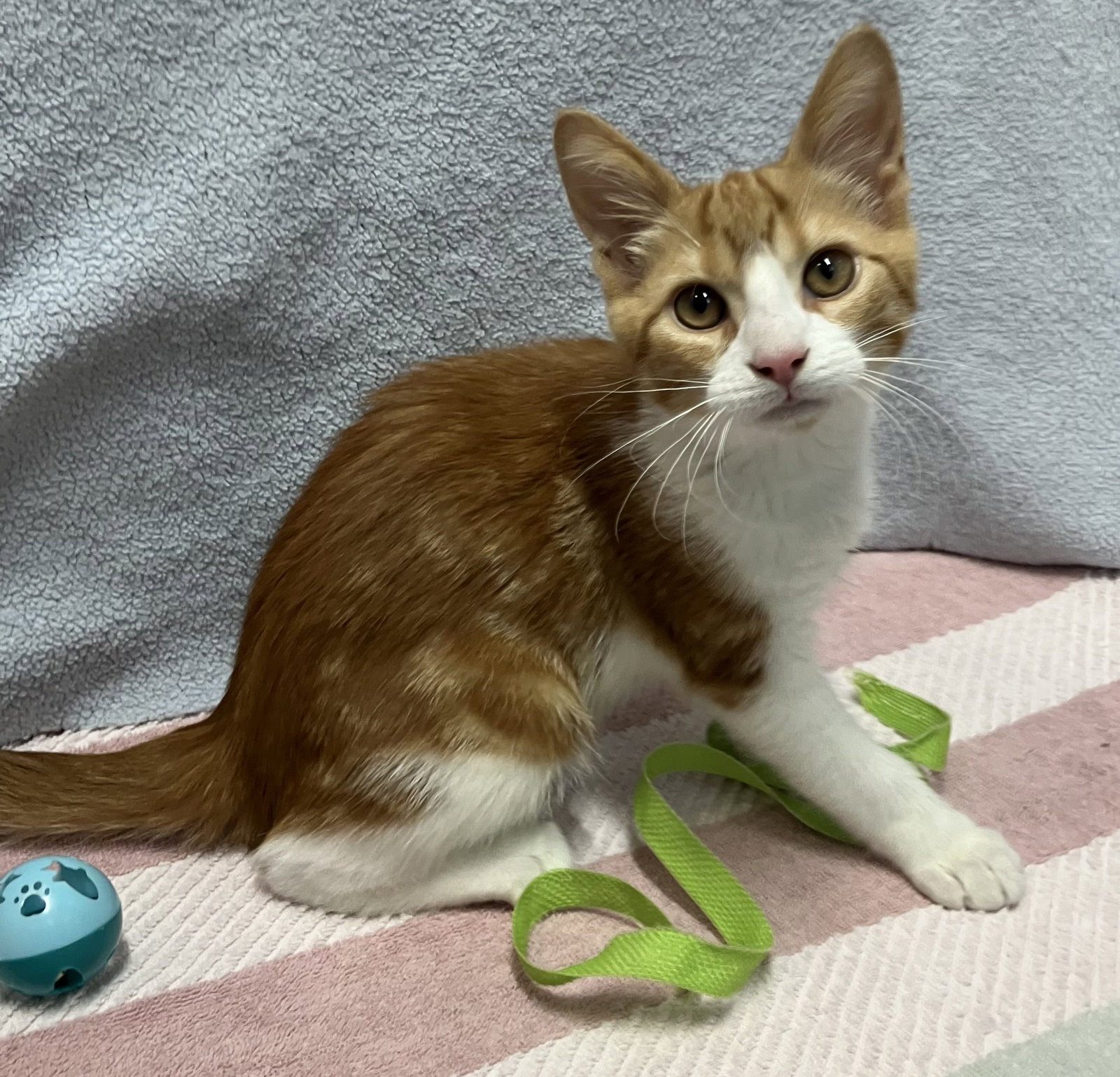 Bingo (bonded to Daisy) Image