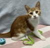 Bingo (bonded to Daisy) - Photo 1