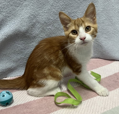 Bingo (bonded to Daisy)