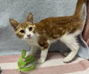 Bingo (bonded to Daisy) - Photo 3