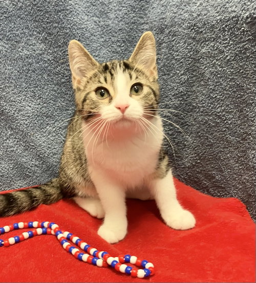 KEVINA - Domestic Short Hair available for adoption