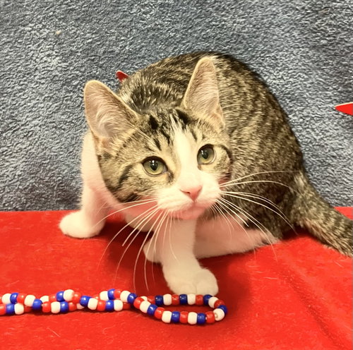 KEVINA - Domestic Short Hair available for adoption