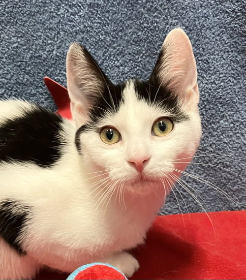 VICTORIA - Domestic Short Hair available for adoption