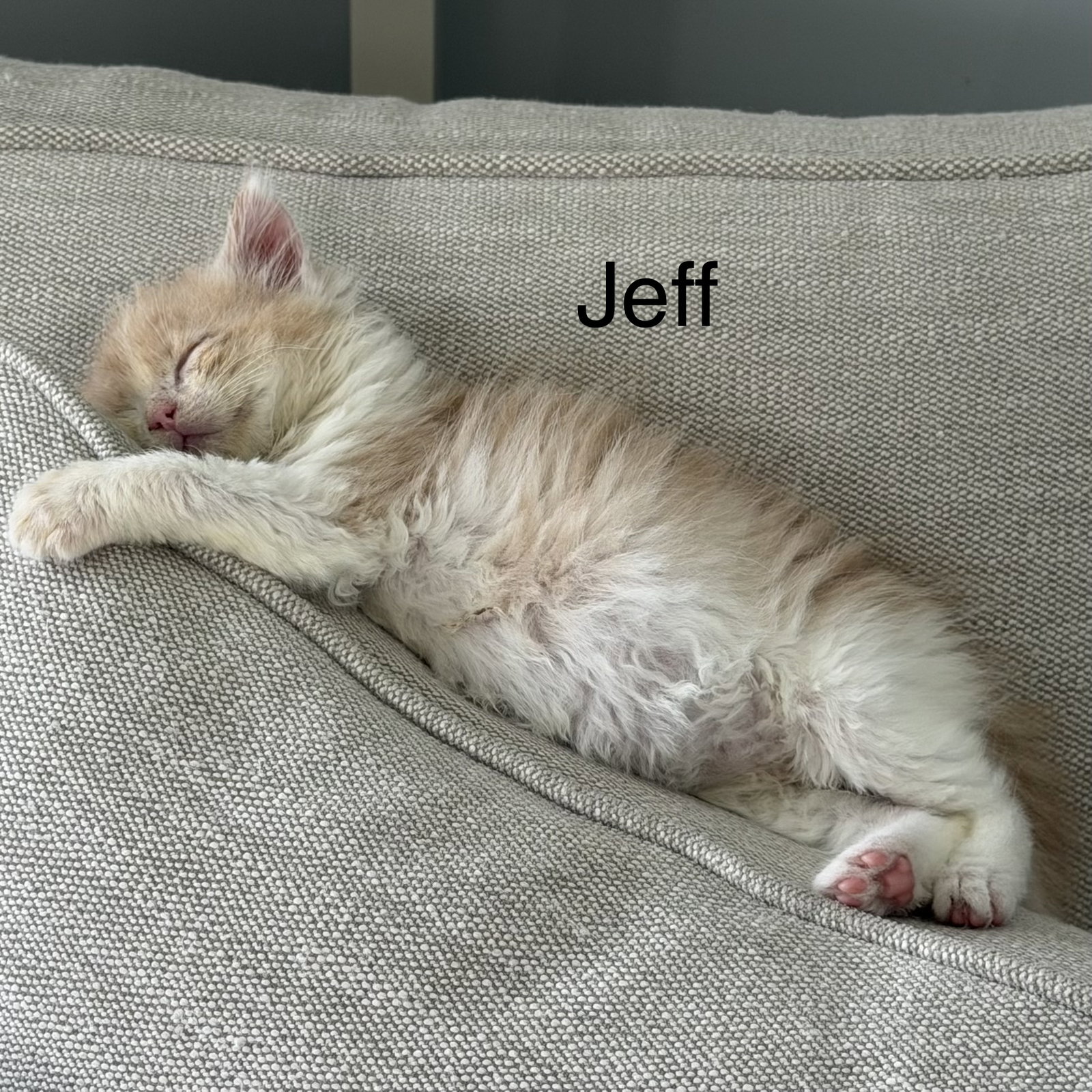 Jeff Image