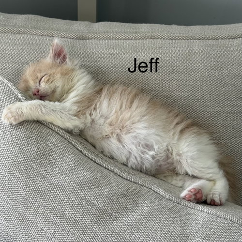JEFF - Domestic Short Hair available for adoption
