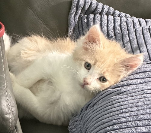 JEFF - Domestic Short Hair available for adoption