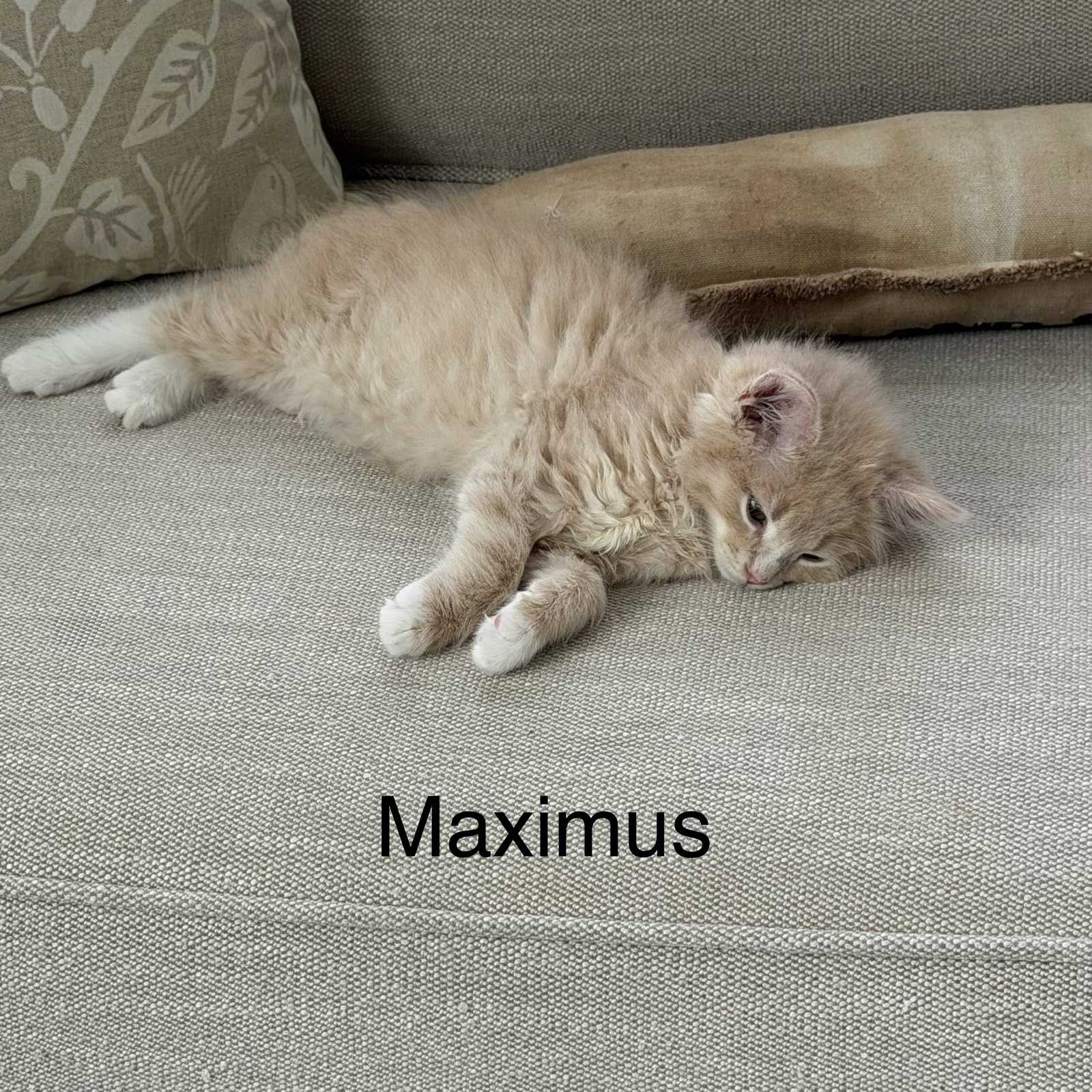 Maximus Image