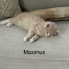 Maximus - Photo 1