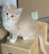 Maximus - Photo 2