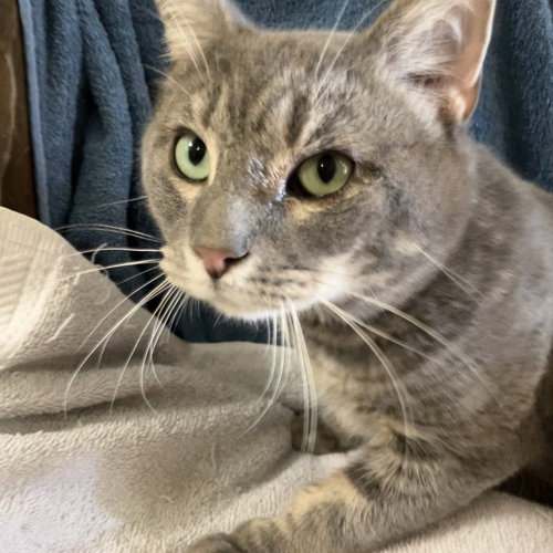 SULLIVAN - Domestic Short Hair / Tabby available for adoption