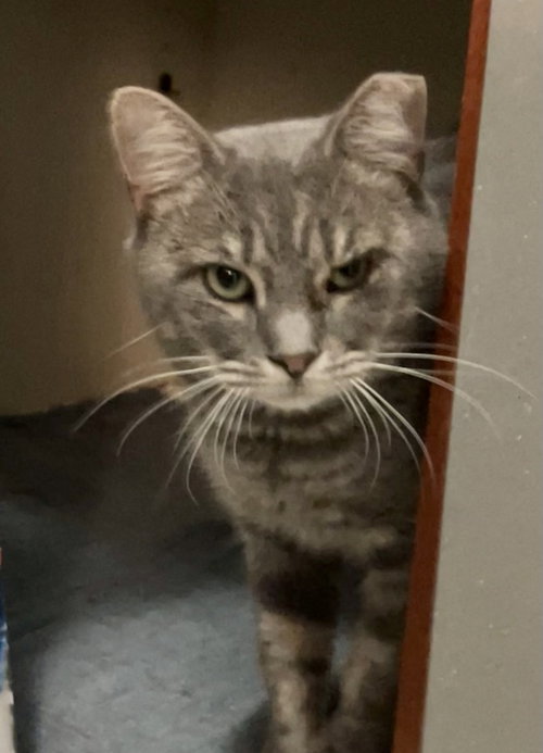 SULLIVAN - Domestic Short Hair / Tabby available for adoption