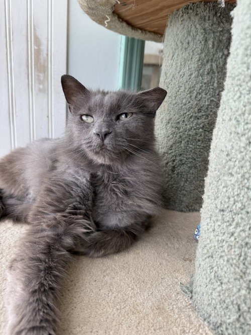 DESI ARNEZ - Domestic Long Hair available for adoption
