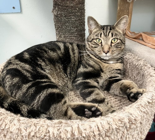 FRANKLIN - Domestic Short Hair / Tabby available for adoption