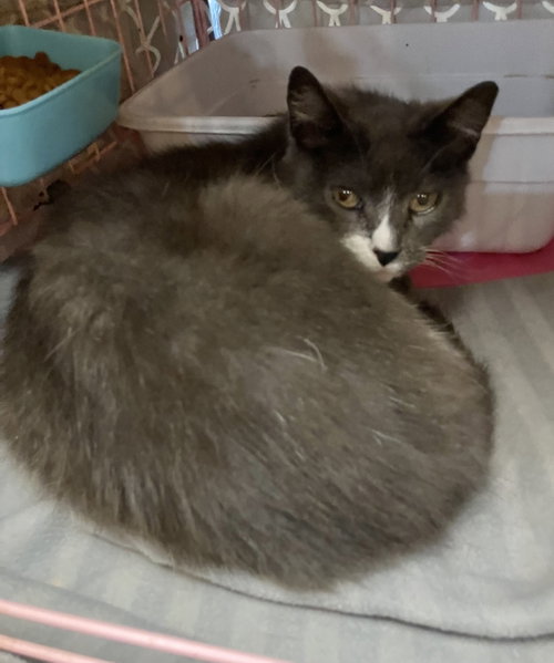 Avery, an adoptable Domestic Short Hair in Dublin, OH