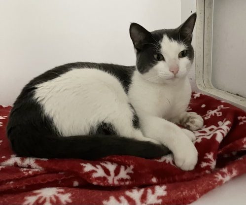 PEGGY - Domestic Short Hair available for adoption
