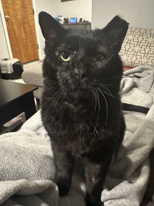 Ulysses  **Courtesy Post**, Senior Domestic Short Hair / Mixed (short coat), cat for adoption in Grove City, Ohio