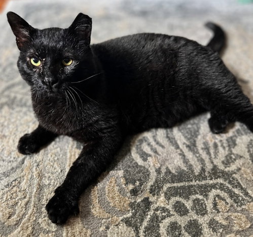 ULYSSES  **COURTESY POST** - Domestic Short Hair available for adoption