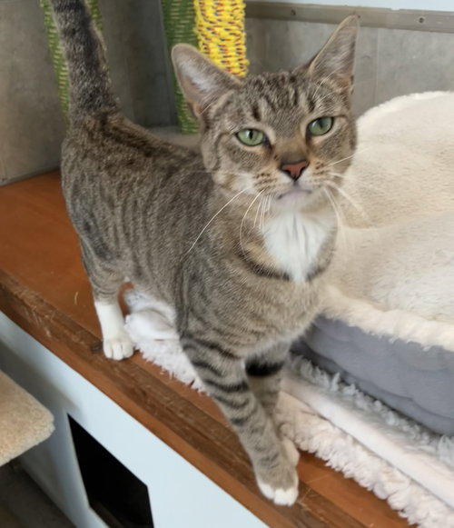 QUEEN ELIZABETH - Tabby / Domestic Short Hair available for adoption