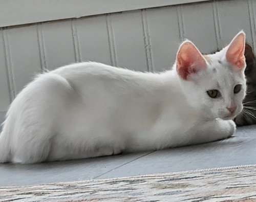 Ellie