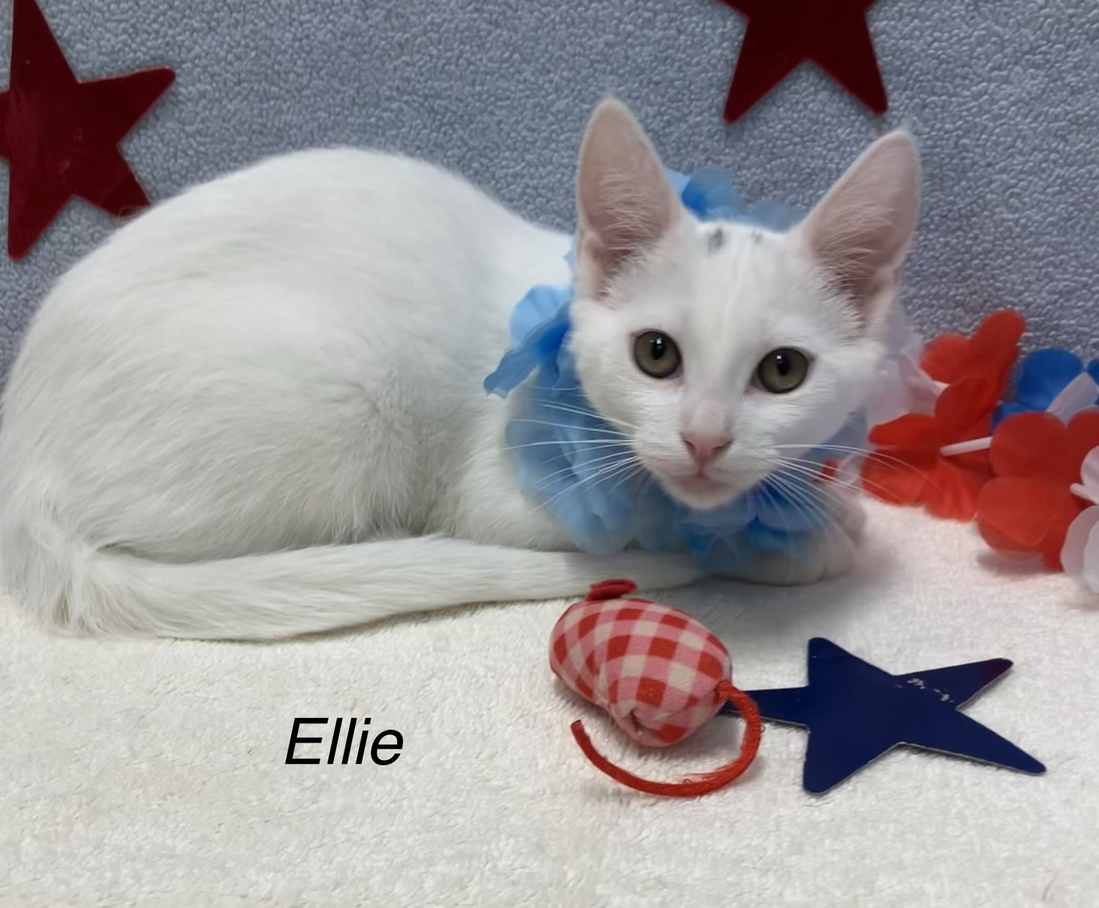 Ellie Image