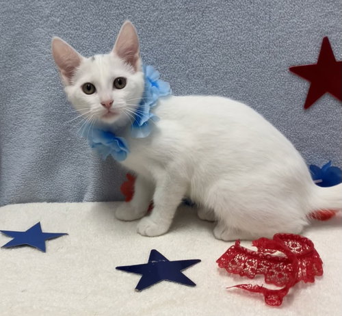 ELLIE - Domestic Short Hair available for adoption