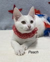 Peach - Photo 1