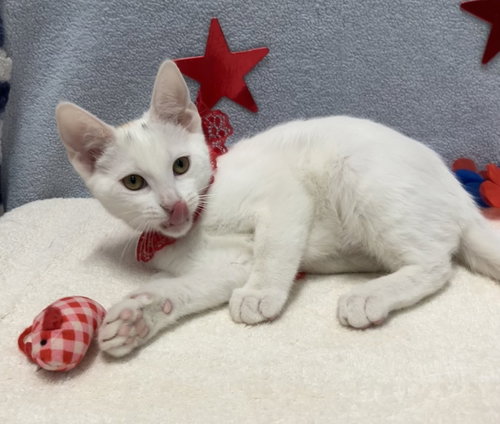 PEACH - Domestic Short Hair available for adoption