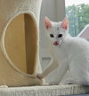Ivory - Photo 6